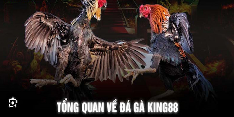 Giới thiệu tổng quan trò chơi đá gà tại sảnh King88